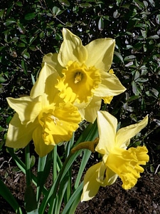 Blossom daffodil yellow photo