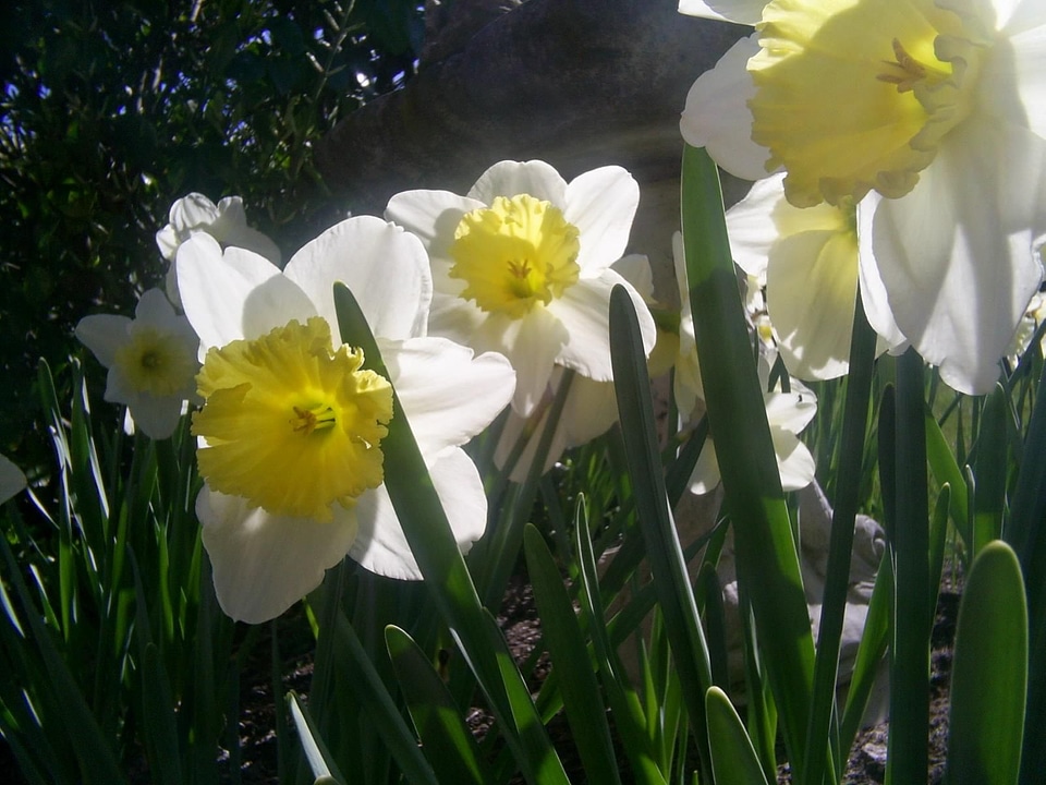 Blossoming sunshine 