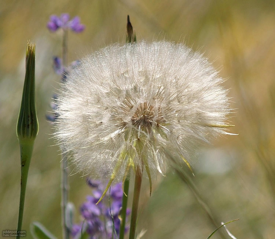 Blossom close-up dandelion