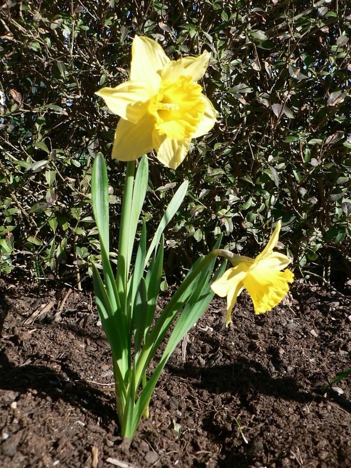 Background blossom daffodil