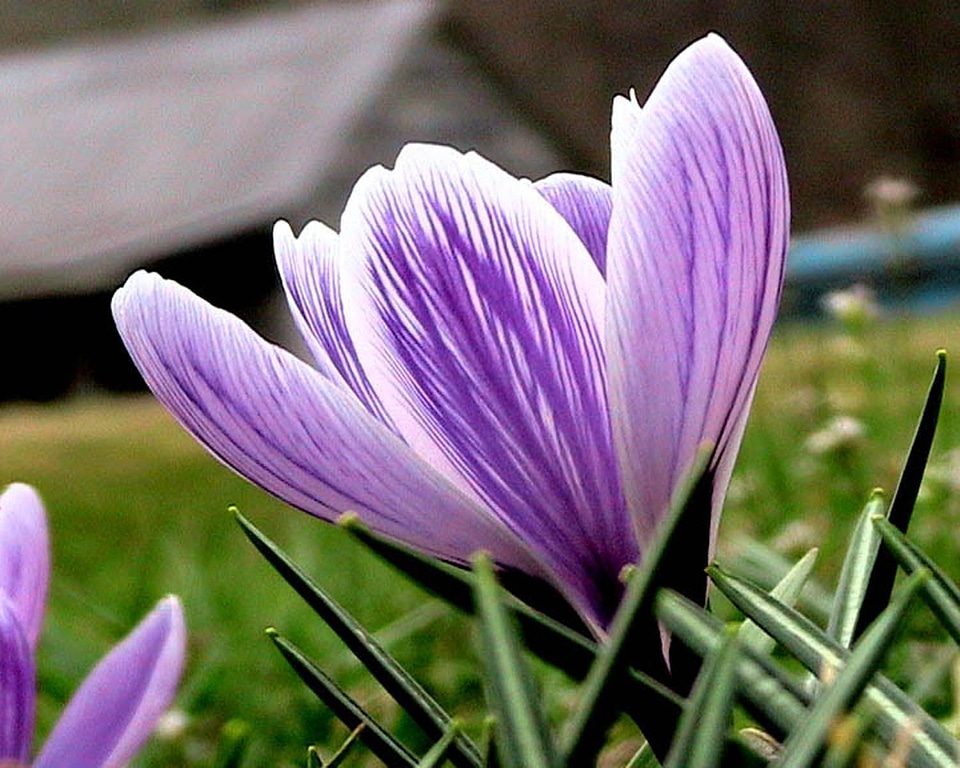 Blossoming crocus 