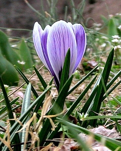 Crocus plant 