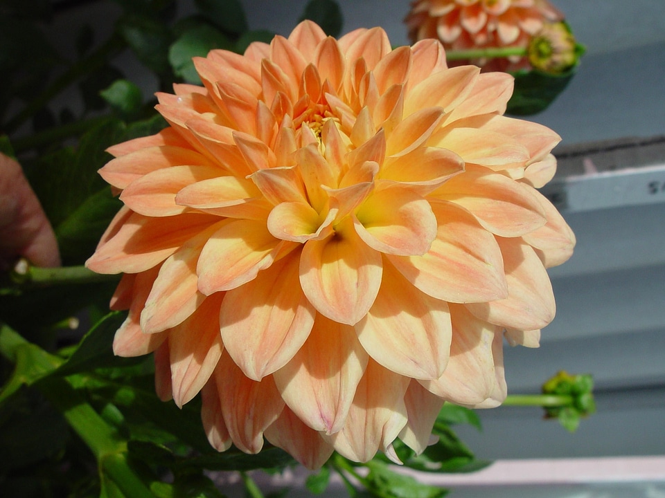 Bloom courtesy dahlia