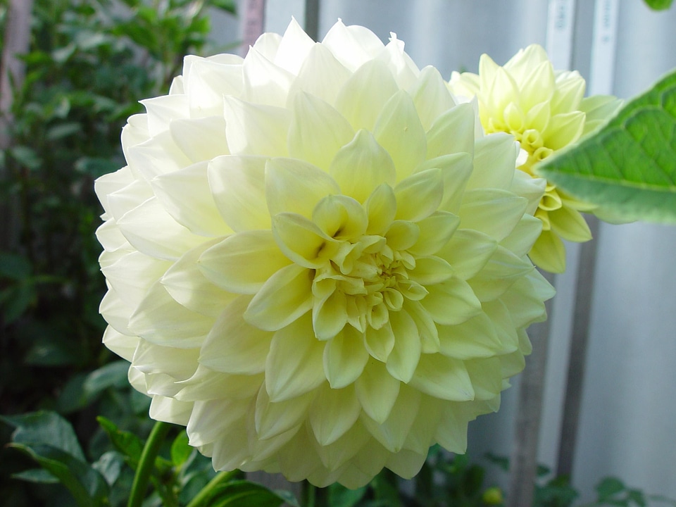Blossom courtesy dahlia