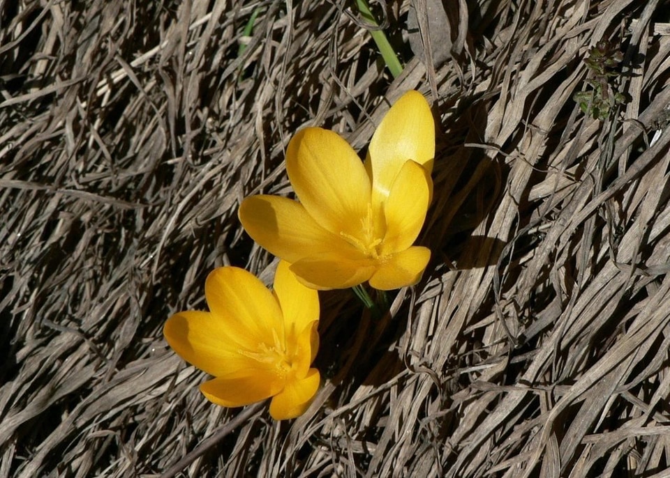Blossom  
