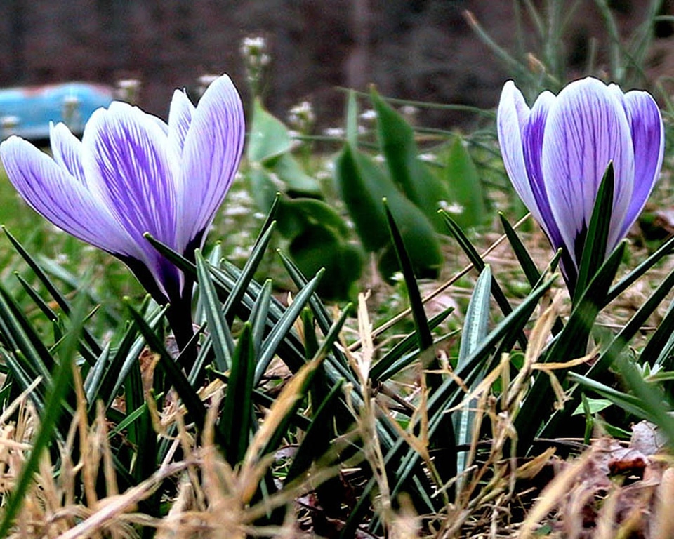 Blossom crocus lilac