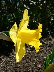Daffodil plant photo