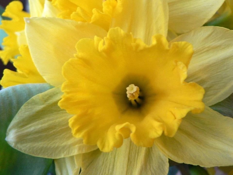 Daffodil macro photo