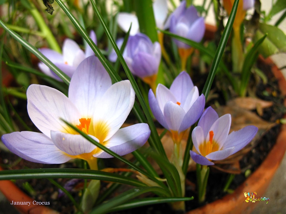 Blossom blossoming crocus
