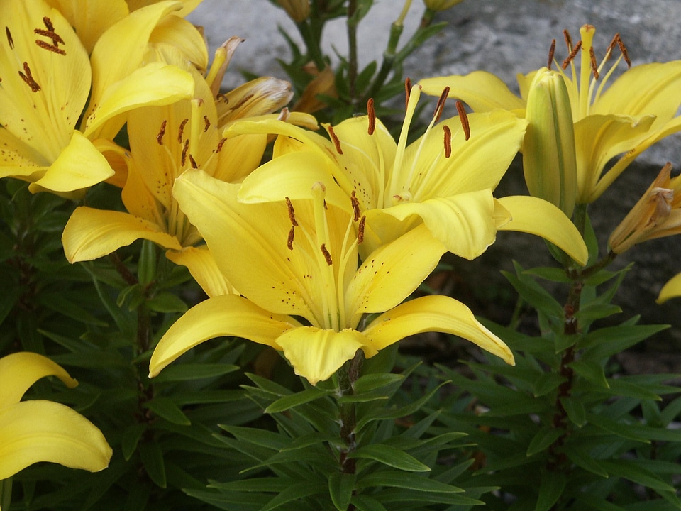 Background flowers greenery