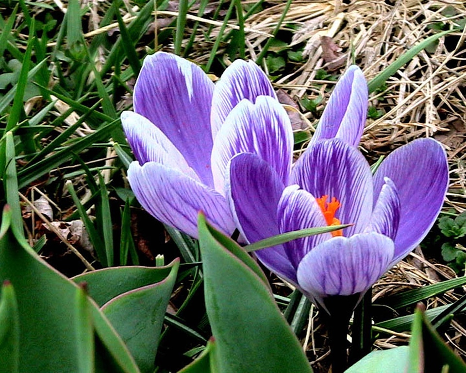 Blossom blossoming crocus