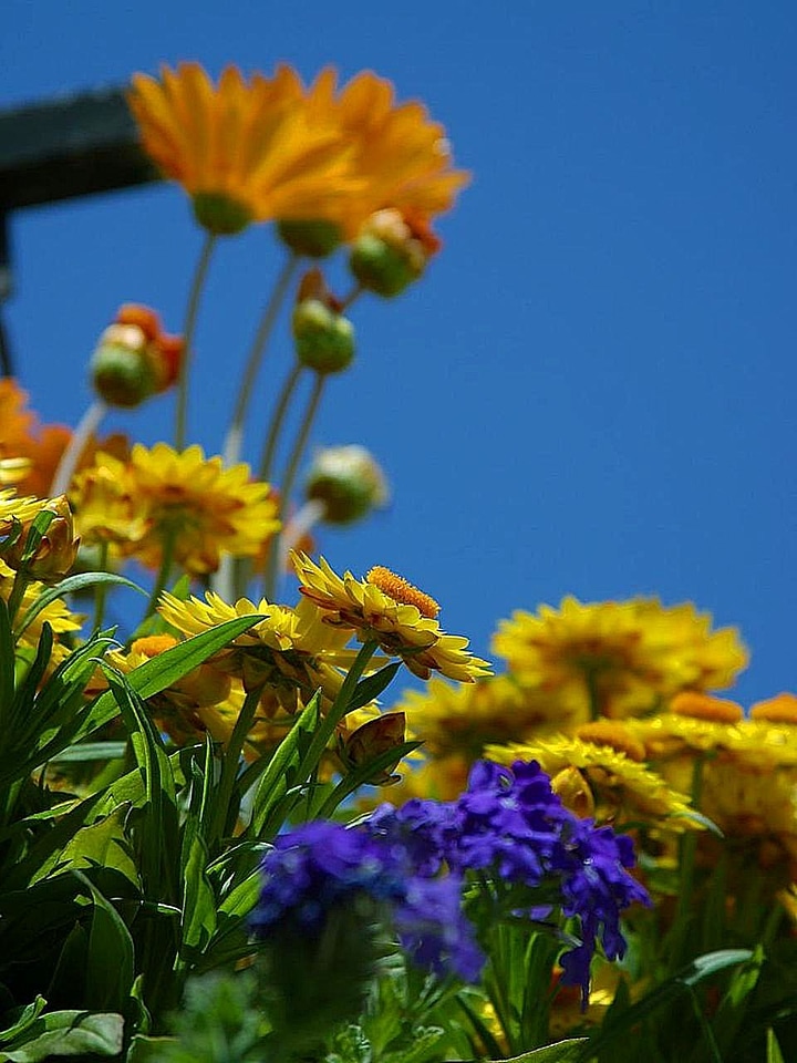 Flowers orange yellow