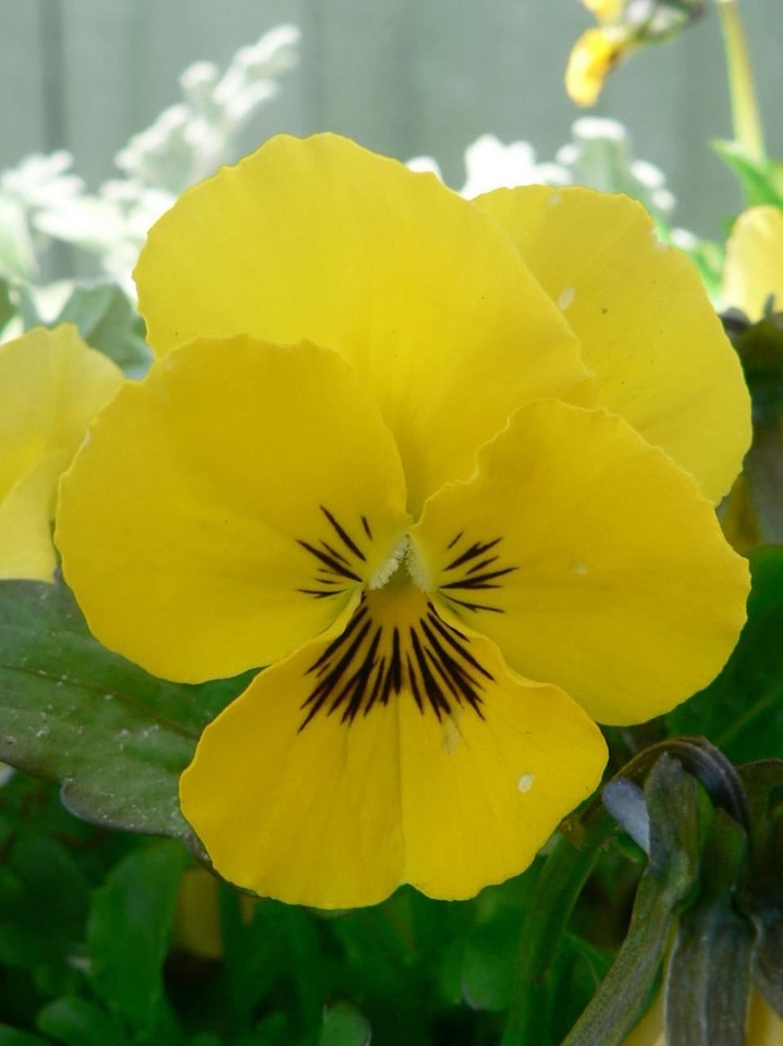 Blossoming Viola tricolor hortensis yellow
