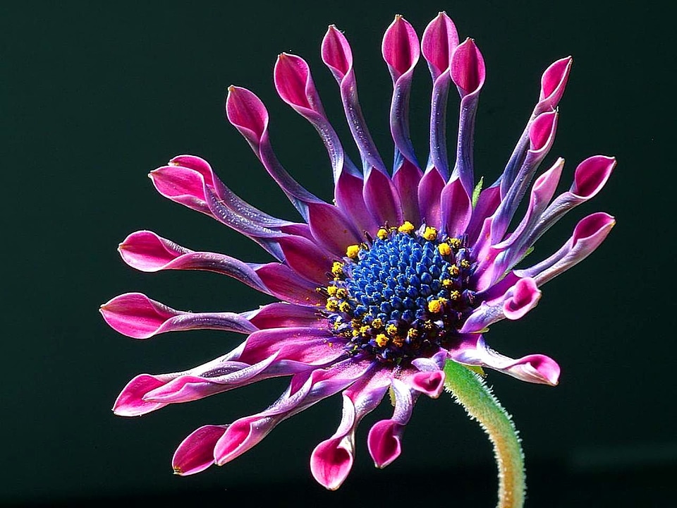 African daisy lights