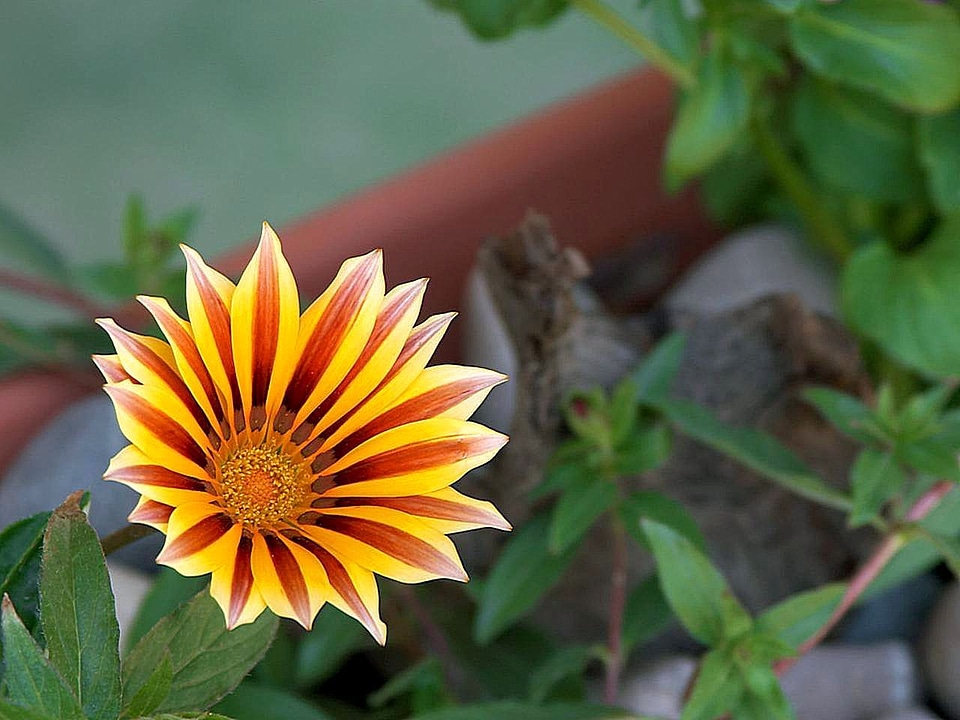 Blossom greenery leaf