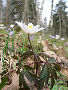 Anemone Anemone nemorosa blossom