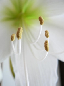 Amaryllis blossom close photo