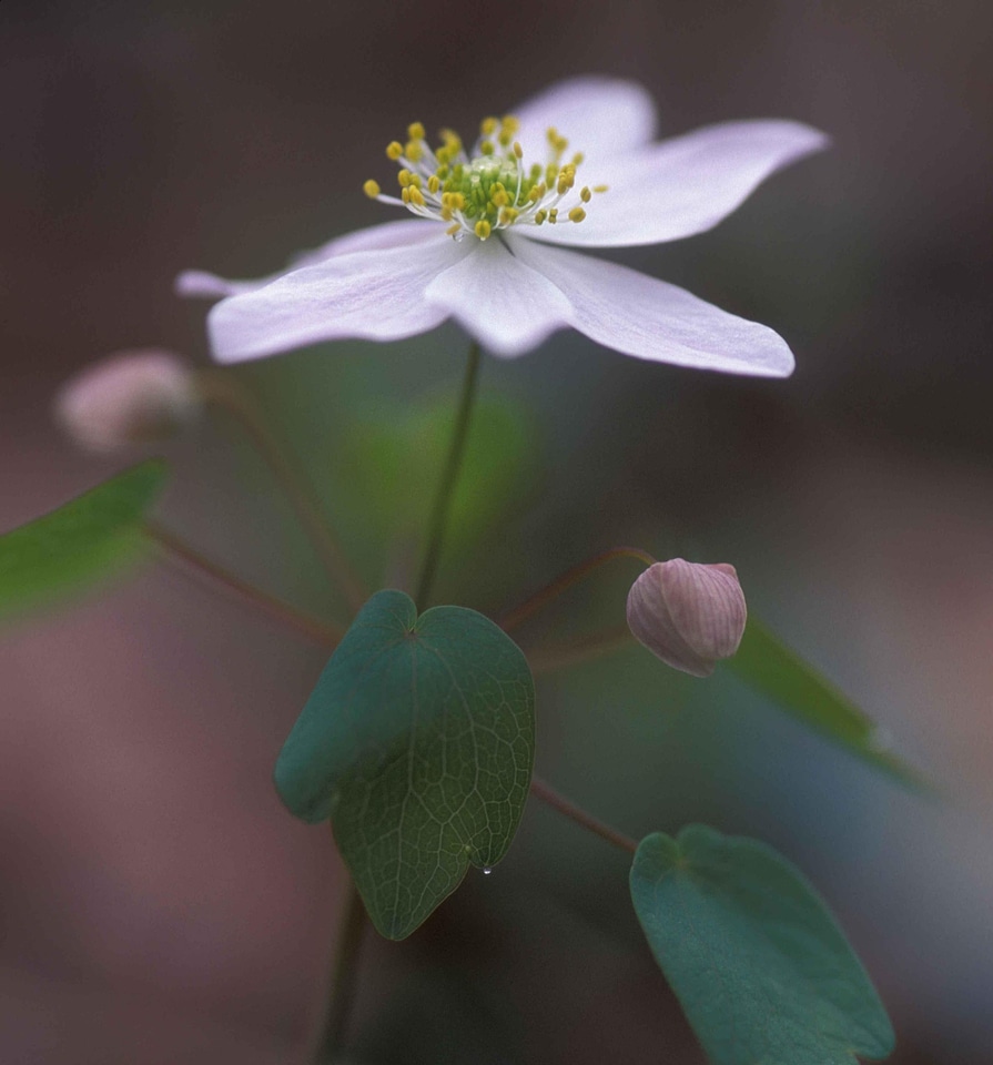 Anemone blossom plant