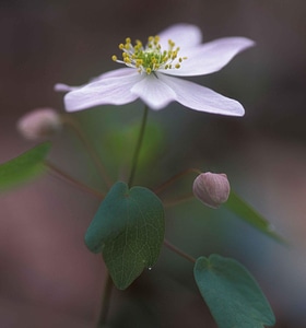Anemone blossom plant