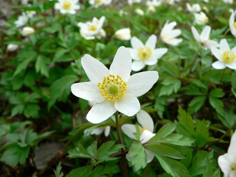 Anemone Anemone nemorosa blossom
