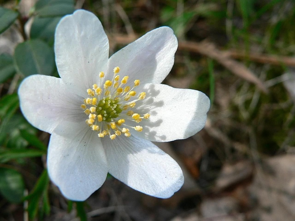 Anemone Anemone nemorosa blossoming photo