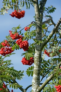 Tree leaf leaves photo