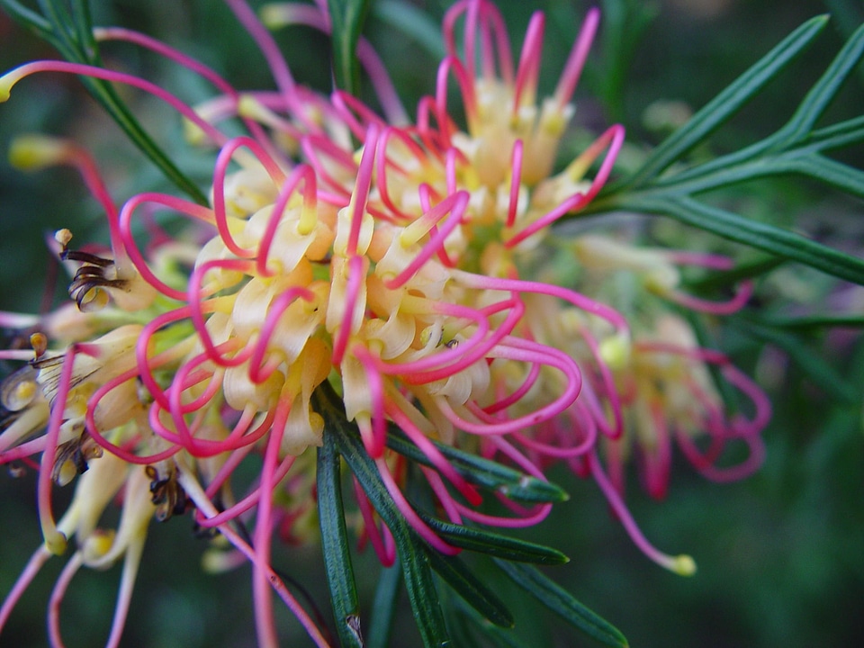 Blossoming yellow 