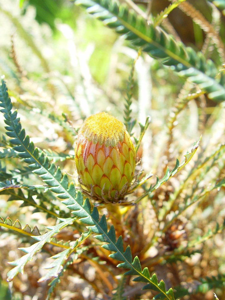 Blossoming bud yellow
