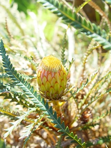 Blossoming bud yellow
