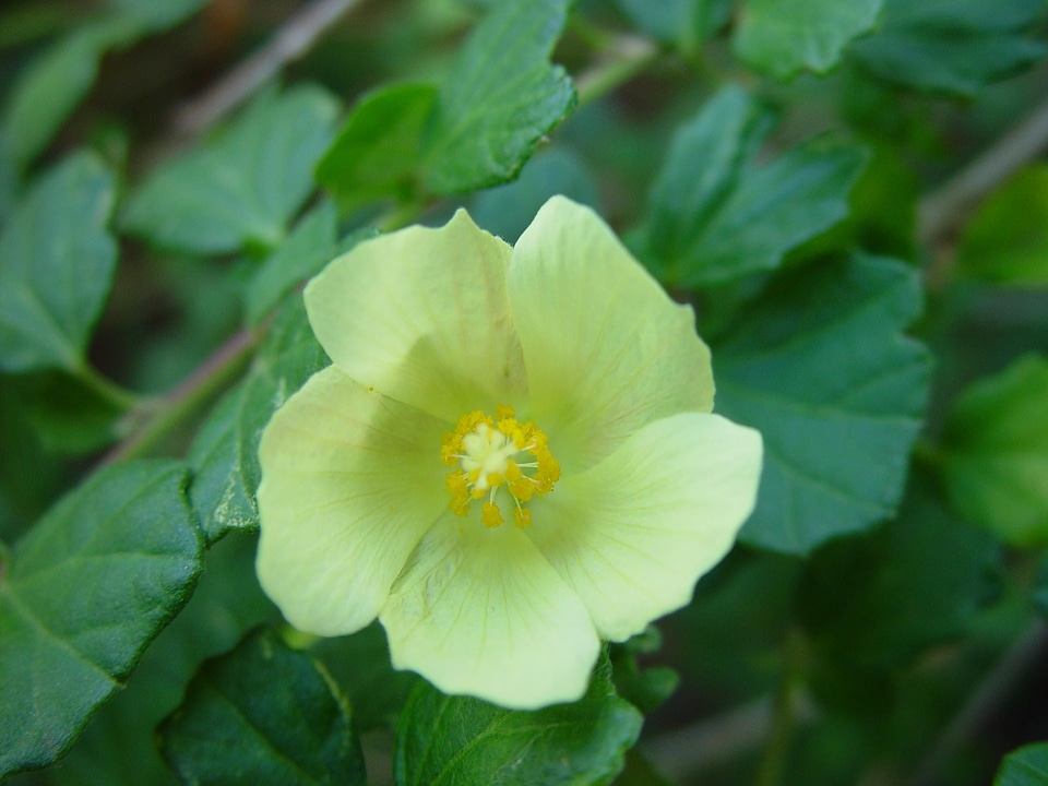 Blossom dark greenery photo