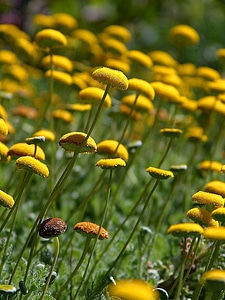 Flowers yellow photo