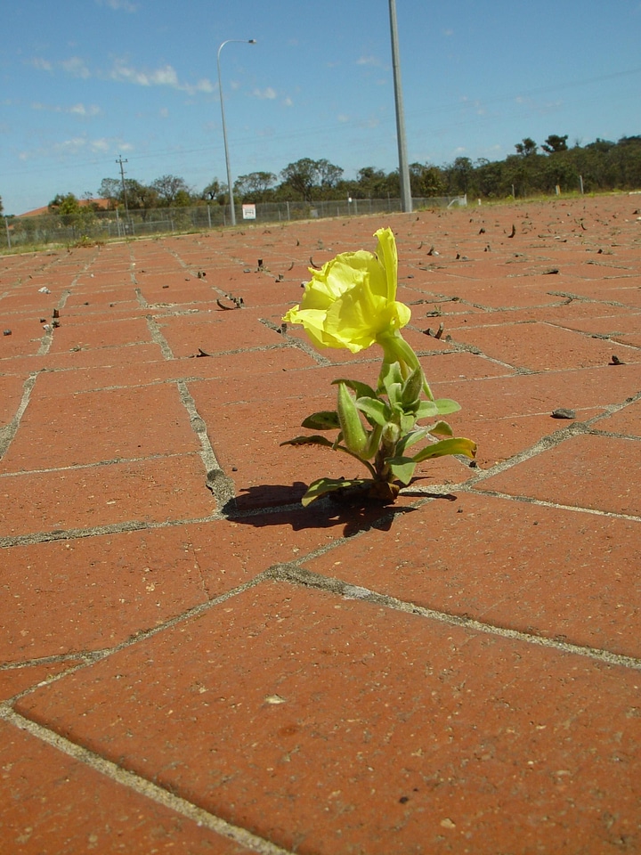 Blossoming crescent yellow