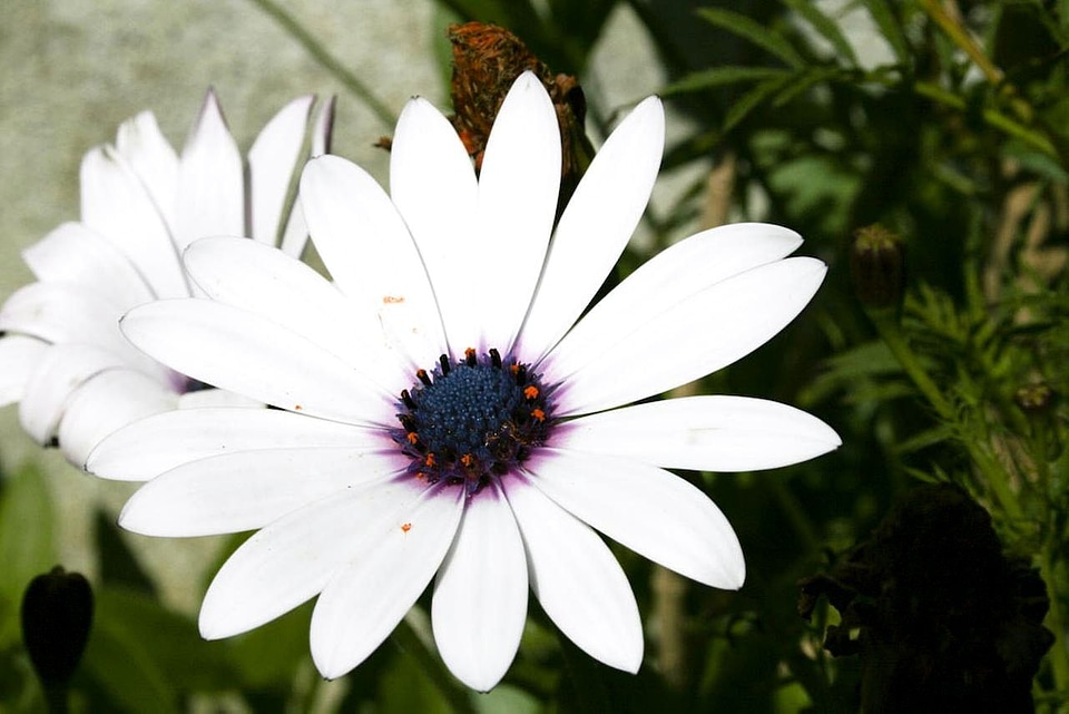 Black blossom white