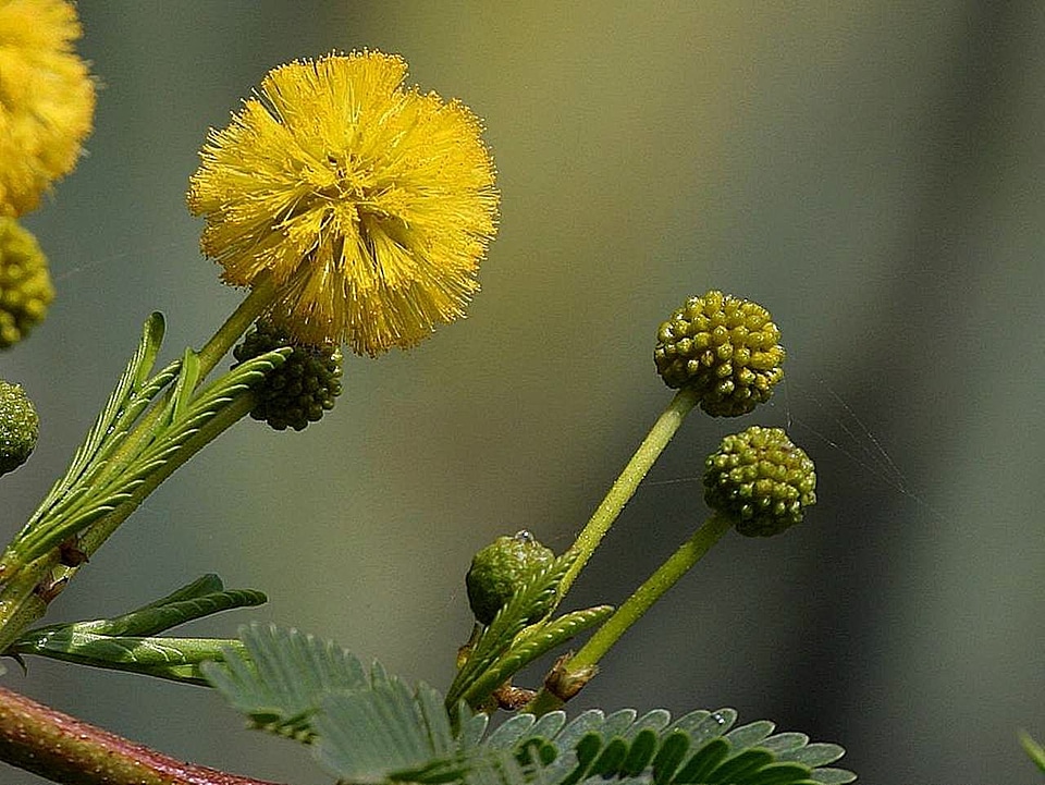 Flowers grass plants greenery