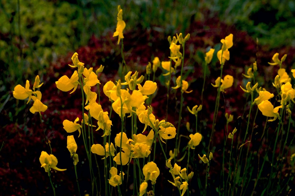 Blossoming plant yellow