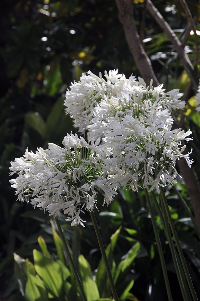 Flowers park white