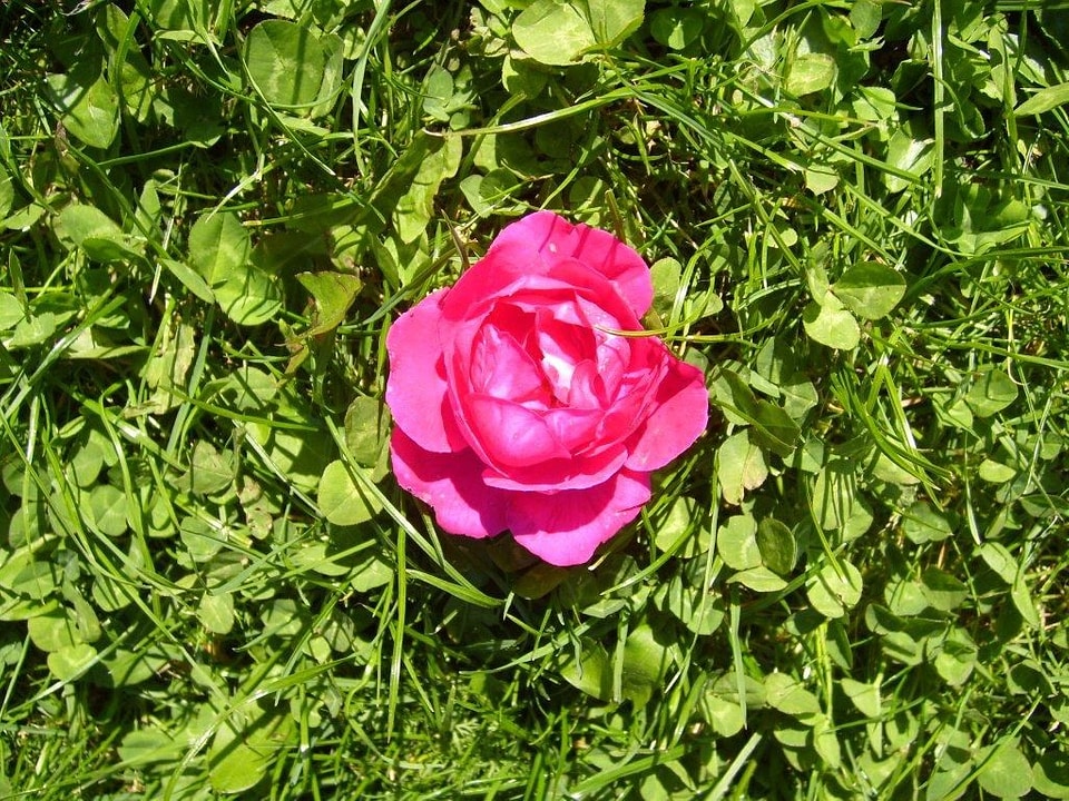 Blossom pink red