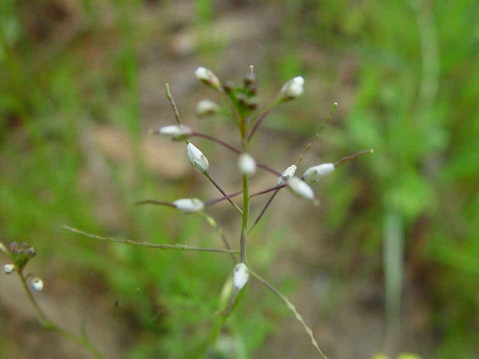Buds native 