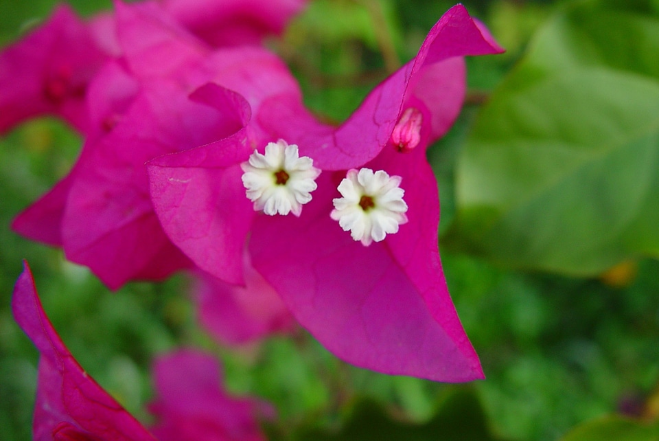Petals pink white
