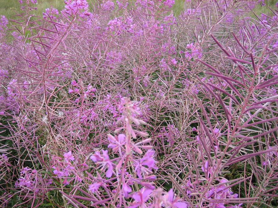 Flowers purple violet
