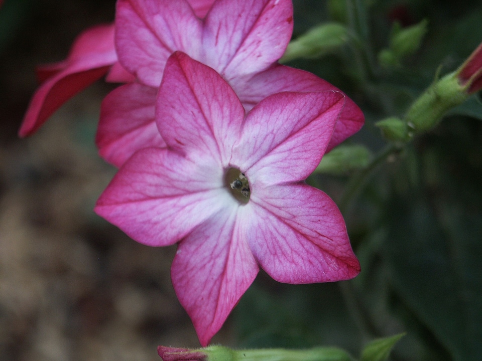 Bloom blossoming purple