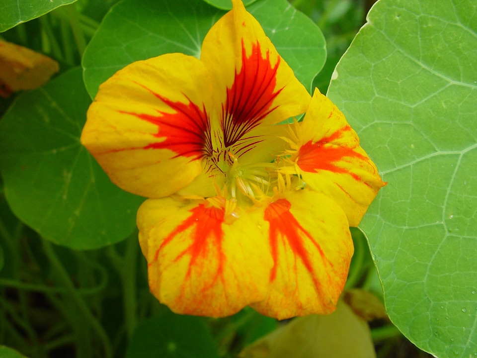 Bloom yellow 