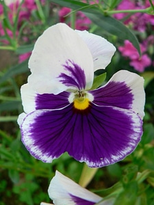 Bloom purple violet