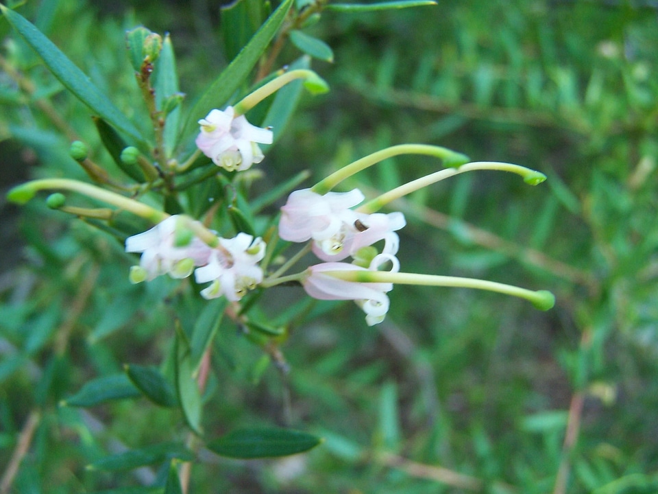 Flowers white 