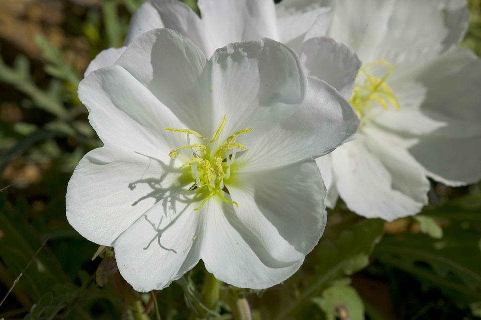 Blossoming desert white