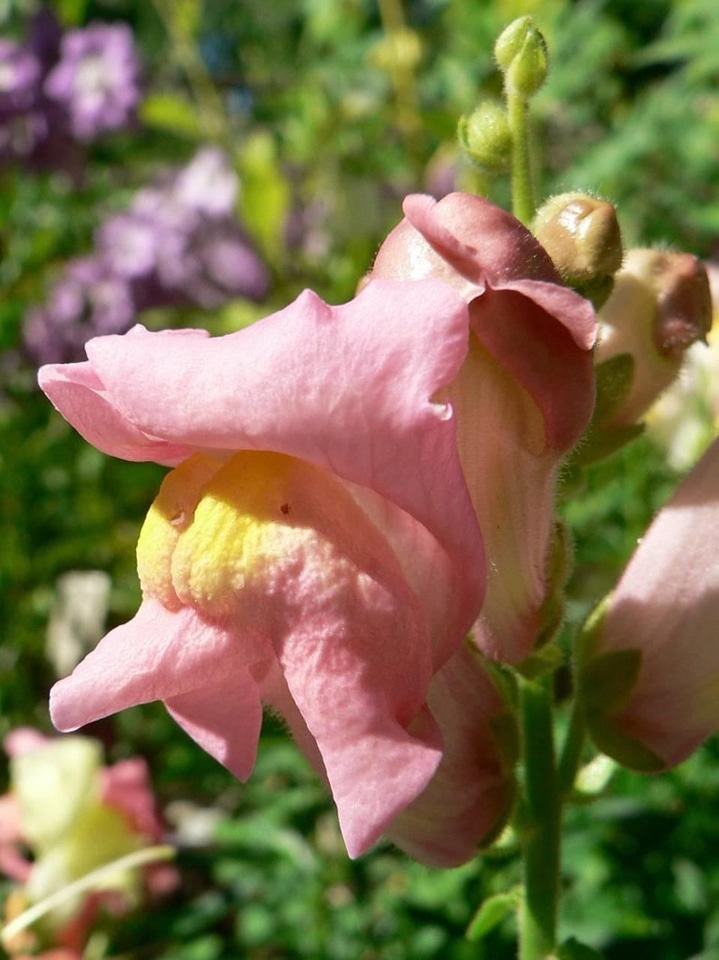 Pink snapdragon 