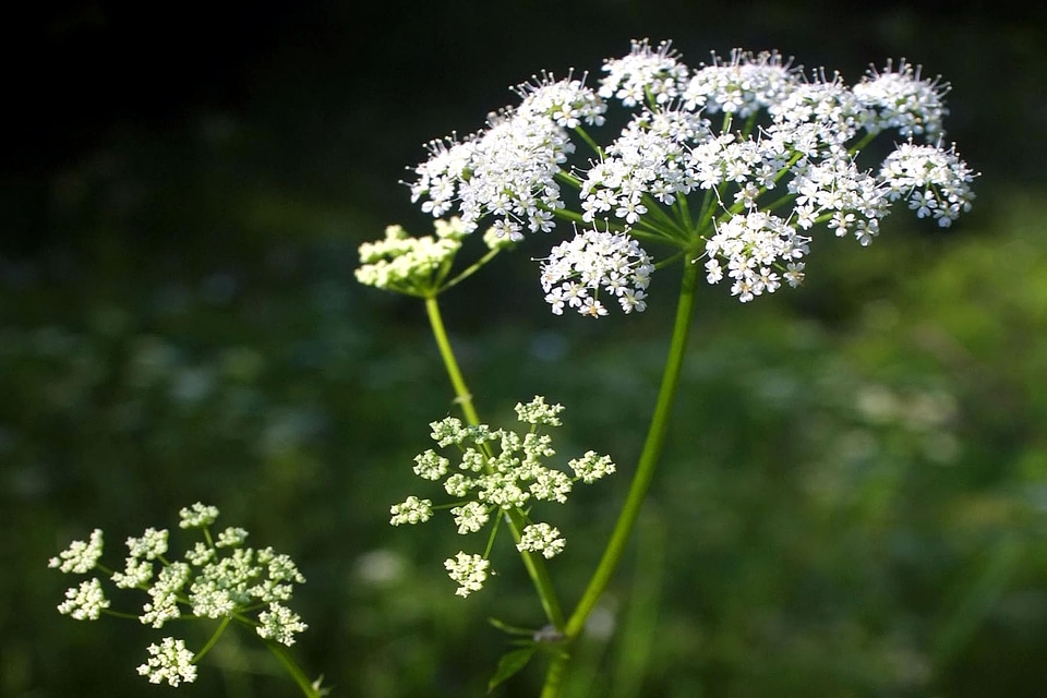 Action flowers grass plants