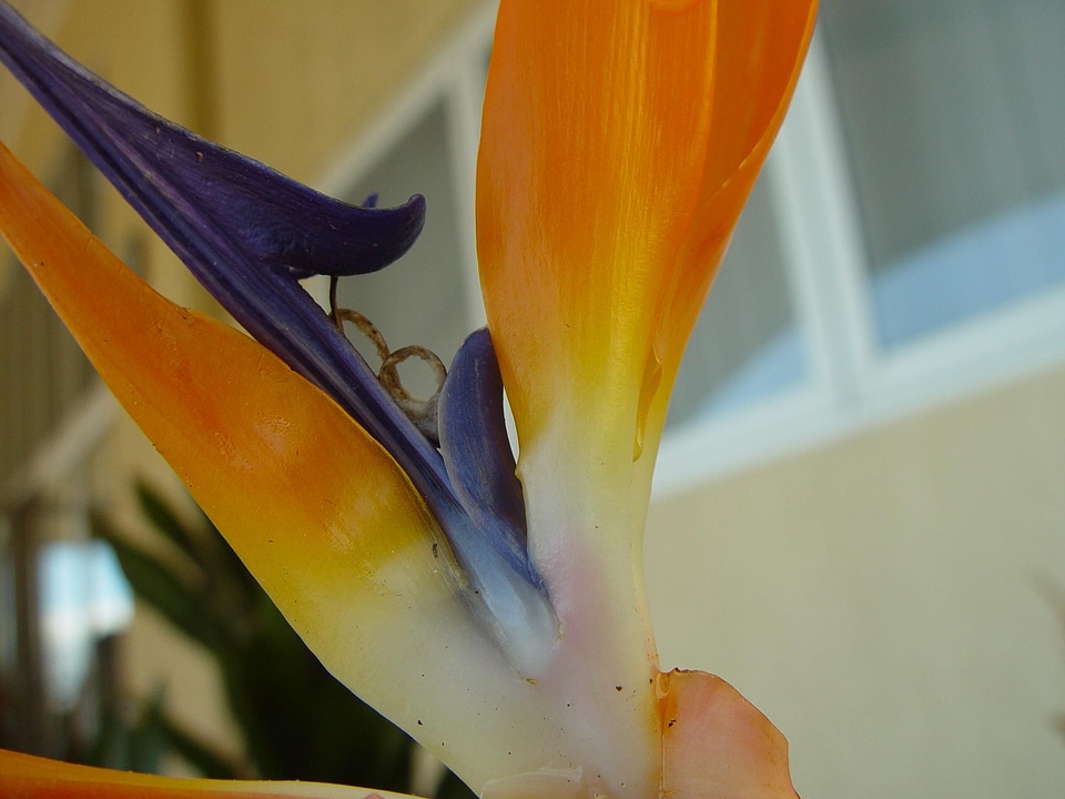 Bird bloom blossoming