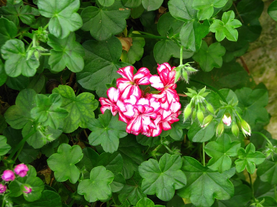 Geranium  
