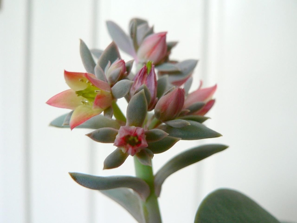 Bloom succulent 
